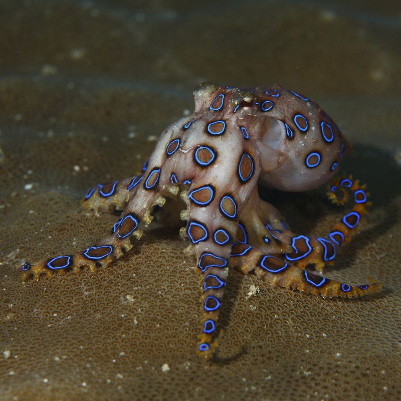 Blue-Ringed Octopus