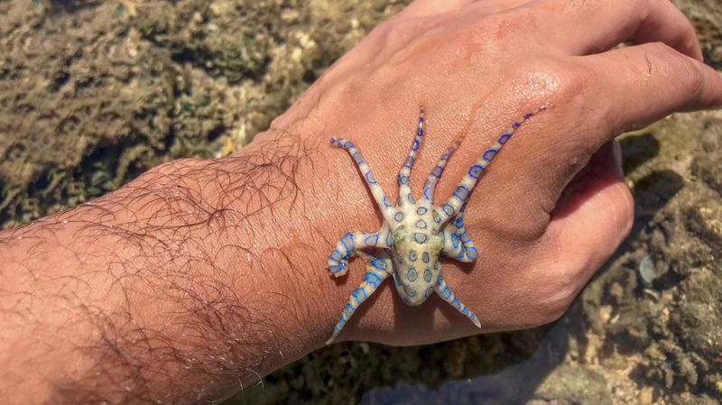 Blue-Ringed Octopus