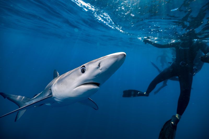 Blue Shark