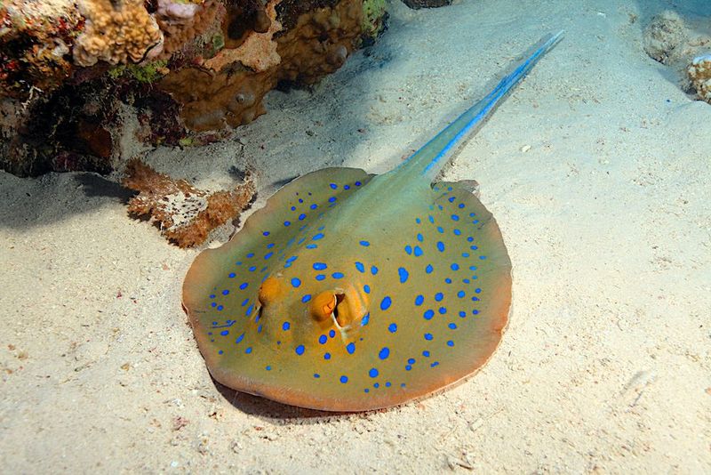 Blue Spotted Ray