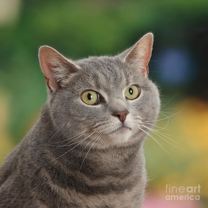 Blue Tabby
