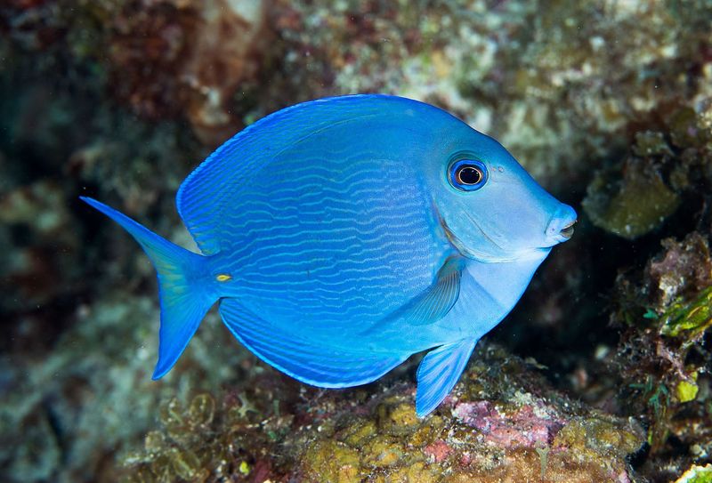 Blue Tang Fish