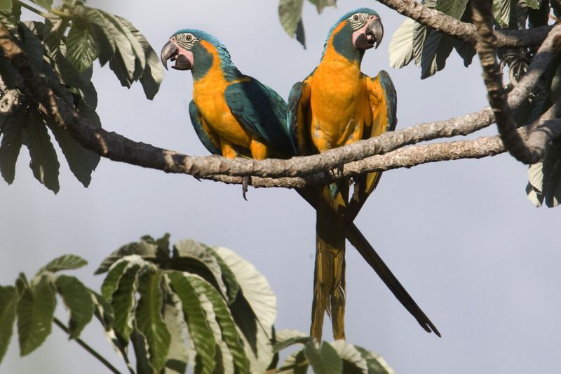 Blue Throated Macaw