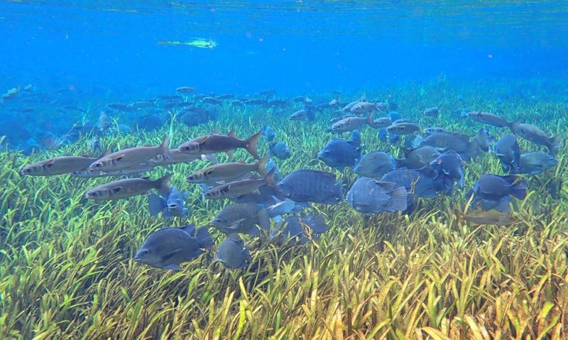 Blue Tilapia
