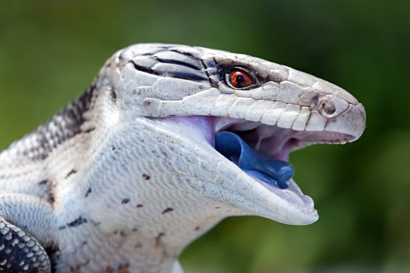 Blue-Tongue Skink