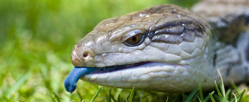 Blue-Tongue Skink