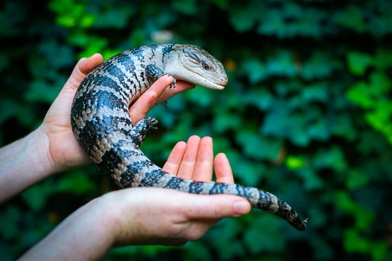 Blue-Tongued Skink