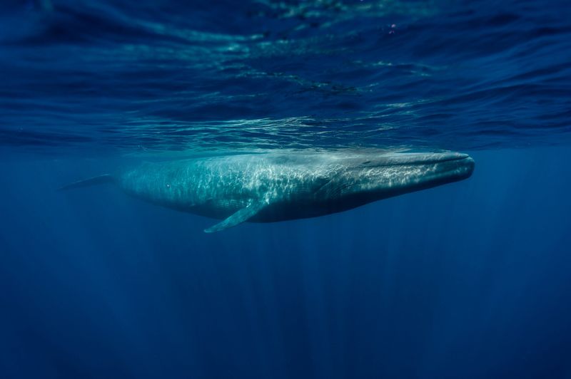 Blue Whale