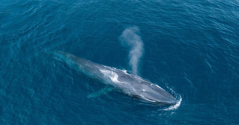 Blue Whale