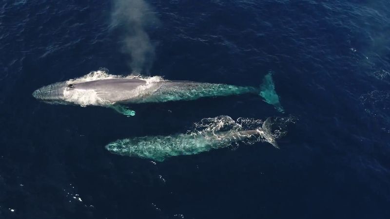 Blue Whale