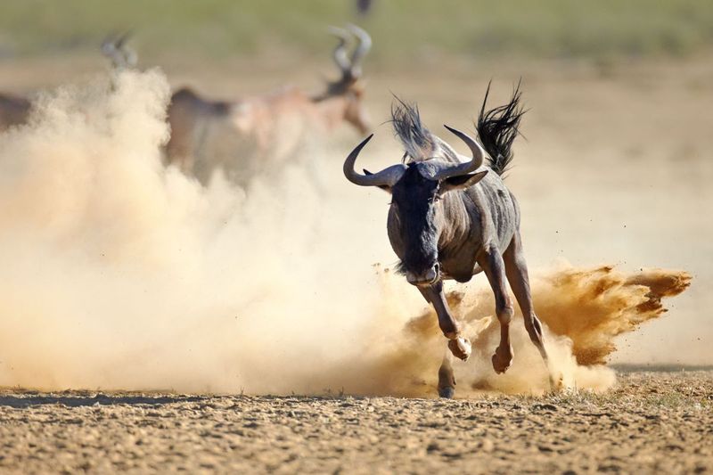 Blue Wildebeest