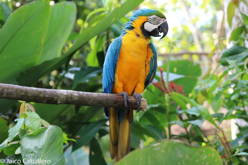 Blue-and-Gold Macaw