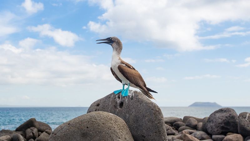 Blue-footed Booby