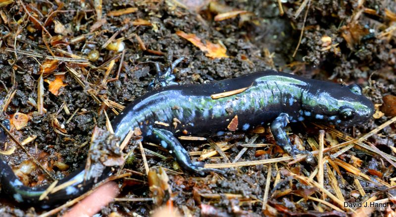 Blue-spotted Salamander