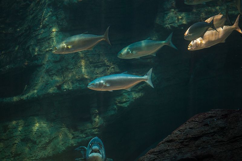 Bluefish