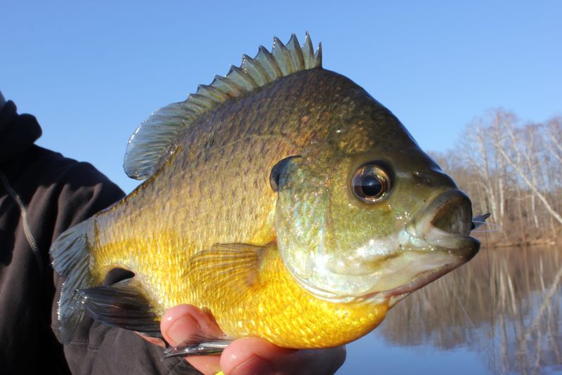 Bluegill