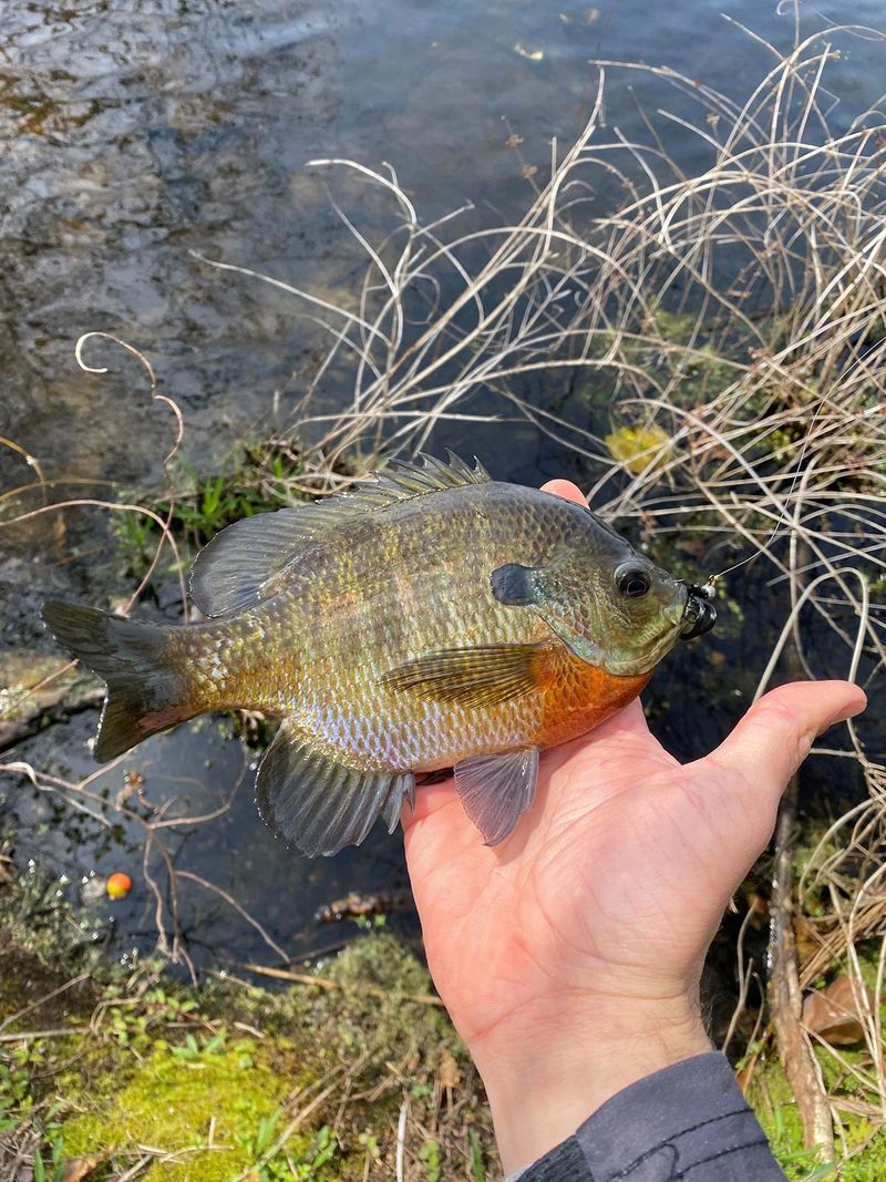 Bluegill