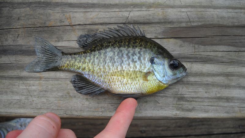 Bluegill
