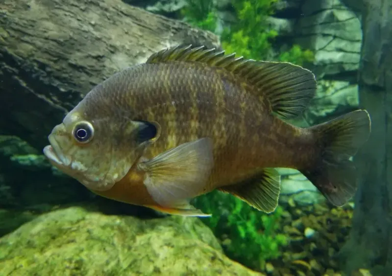 Bluegill