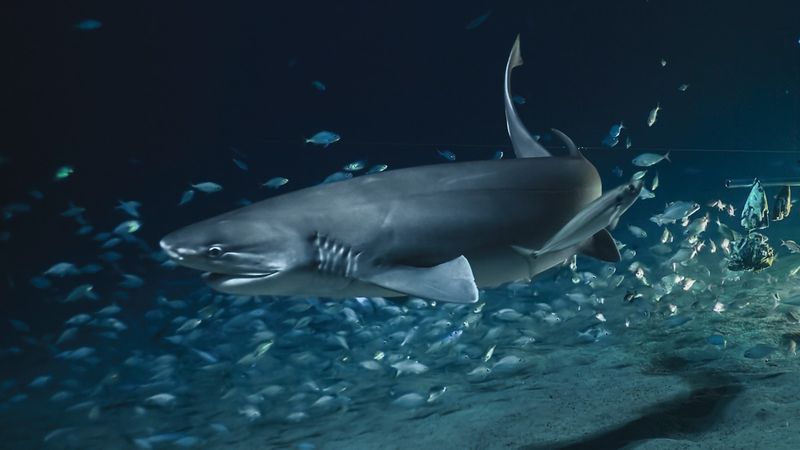 Bluntnose Sixgill Shark