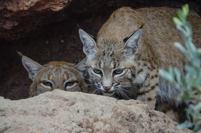 Bobcat