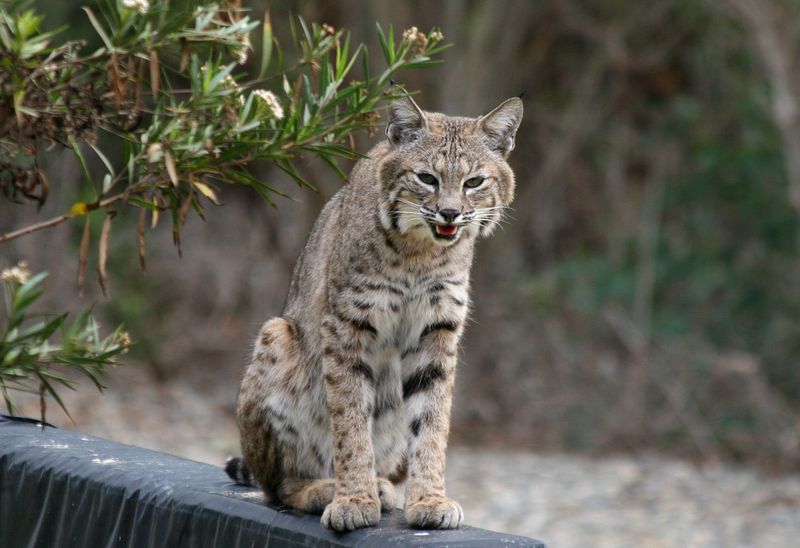Bobcat