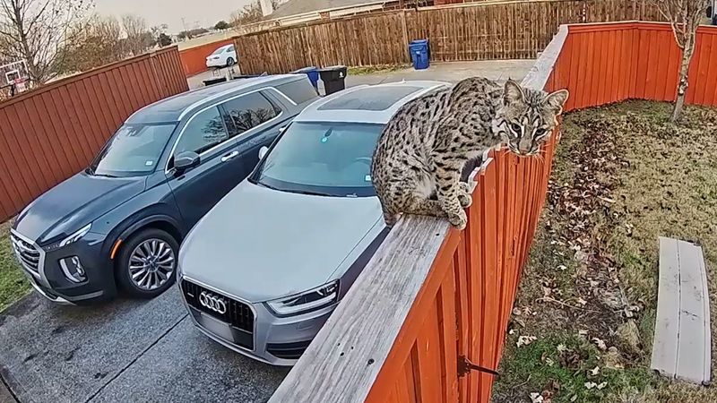 Bobcat