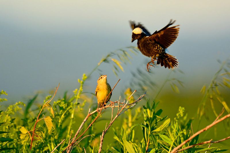 Bobolink