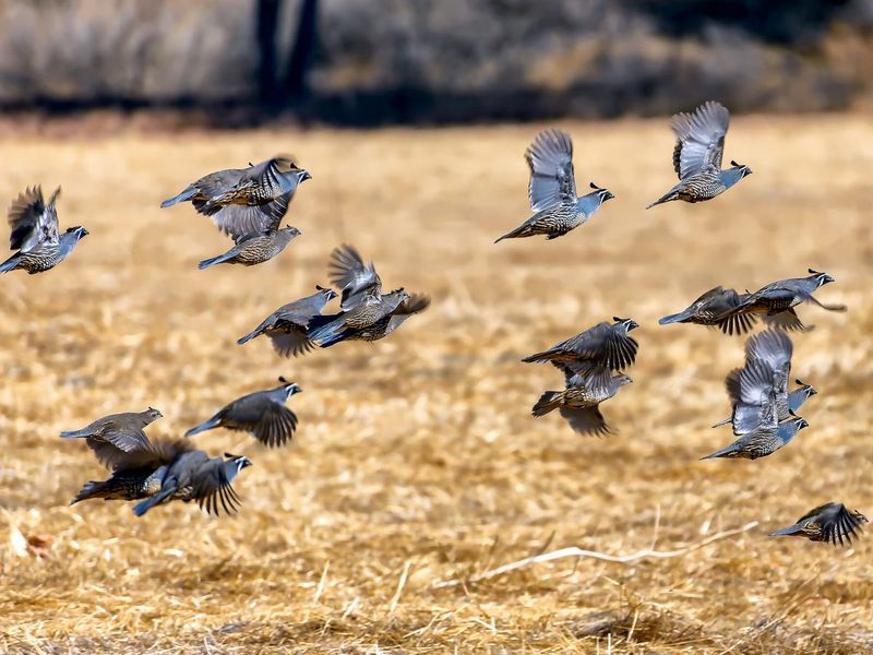 Bobwhite Quail