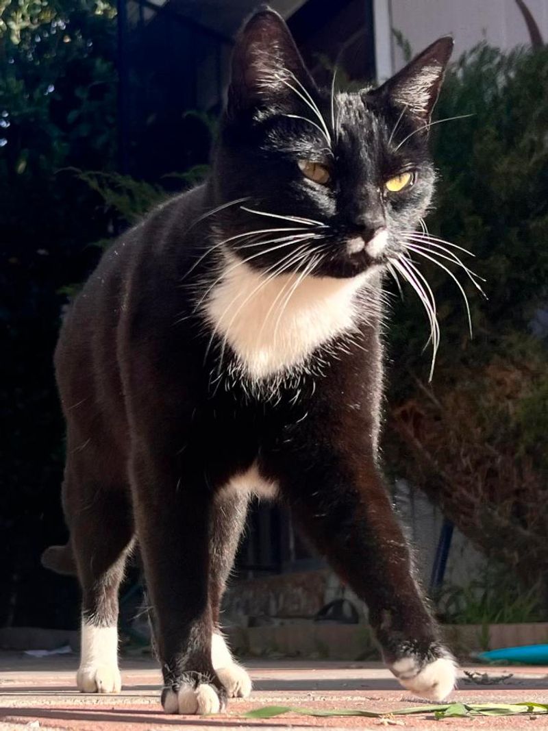 Bombay Cat