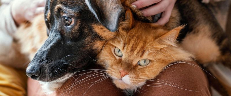 Bond with Humans