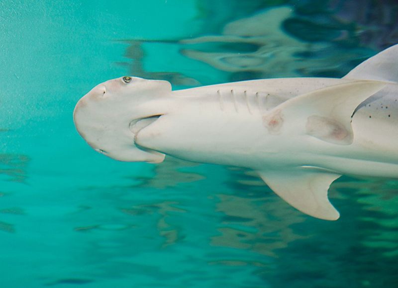 Bonnethead Shark