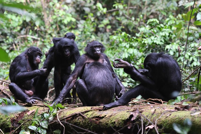 Bonobo's Social Strength