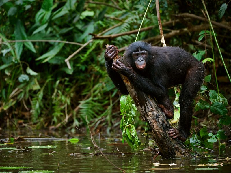Bonobo