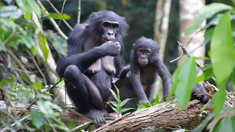 Bonobo