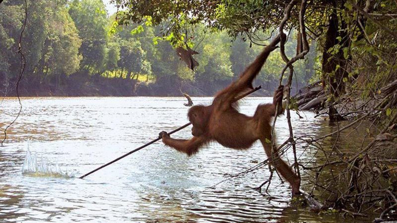 Bonobos Using Spears
