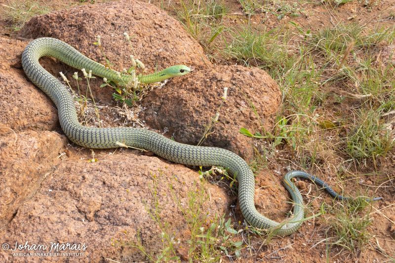 Boomslang