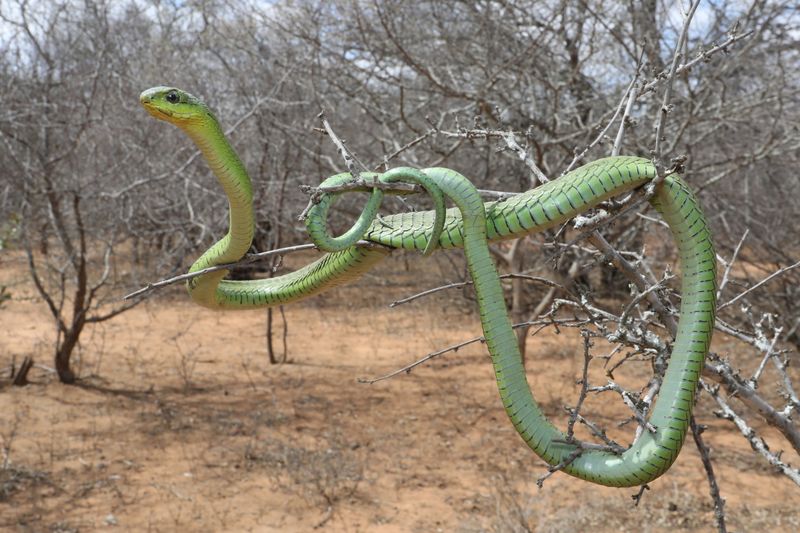 Boomslang