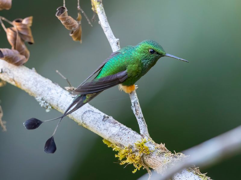 Booted Racket-tail