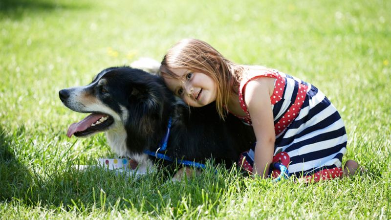 Border Collie