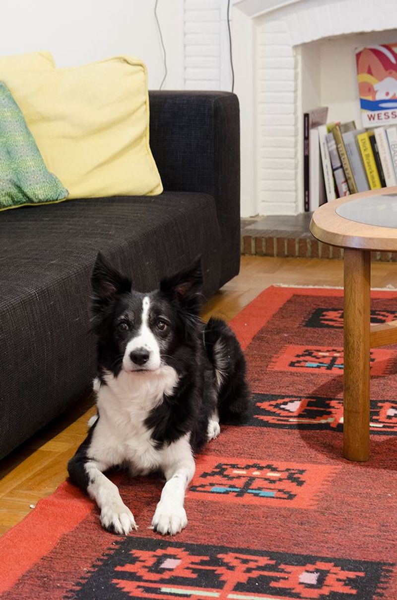 Border Collie