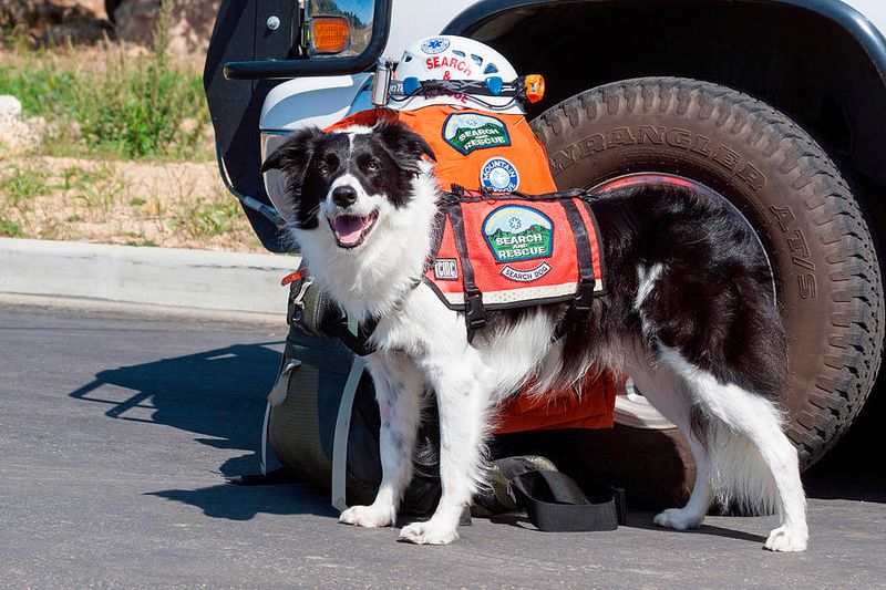 Border Collie