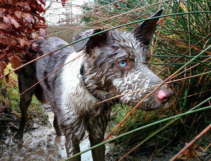 Border Collie
