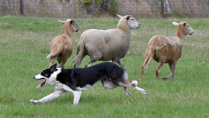 Border Collie