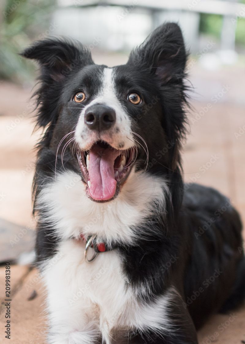 Border Collie