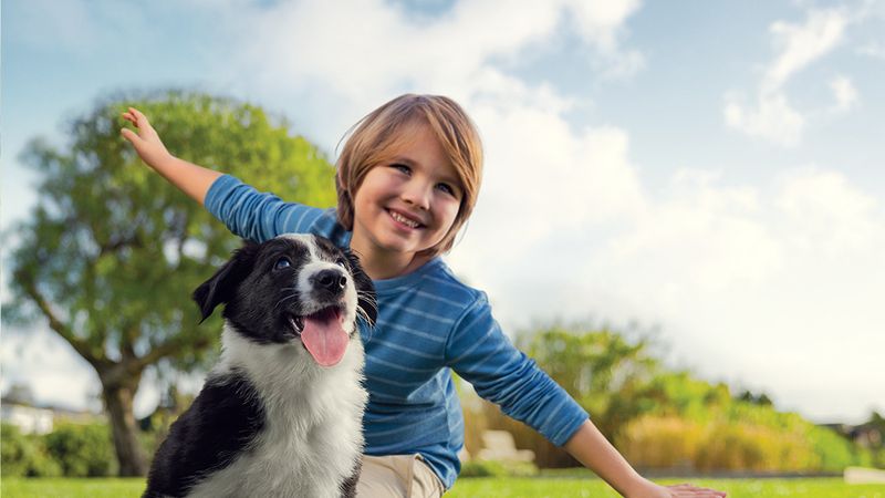 Border Collie