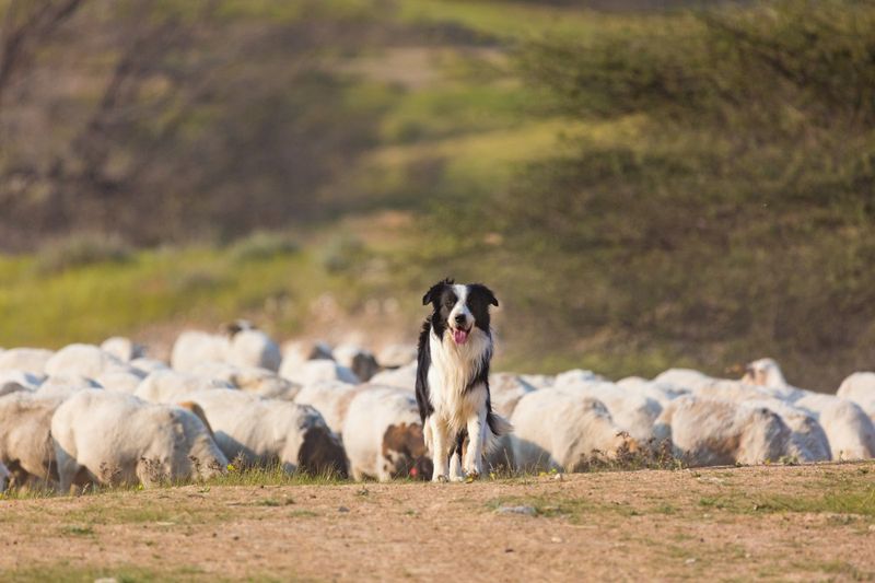 Border Collie
