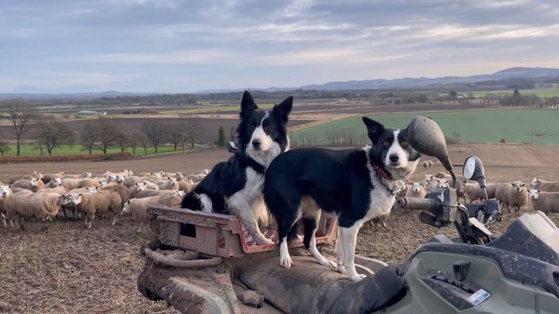 Border Collie