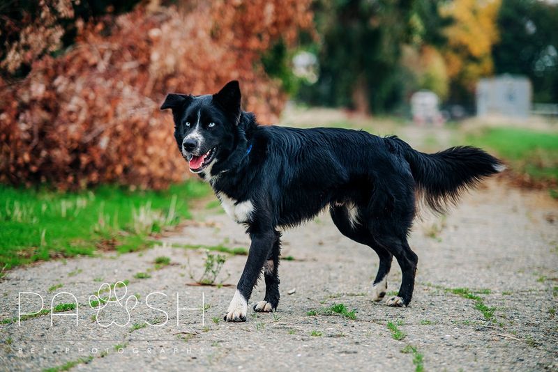 Border Collie