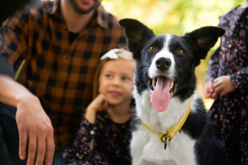Border Collie